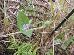 Image result for Veronica abyssinica