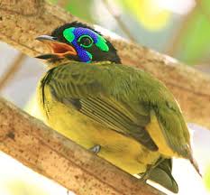Bird That Sounds Like A Baby Crying Schlegel S Asity Oiseaux Oiseaux Cardinaux Animaux