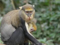 Image result for Pogonospermum ciliatum