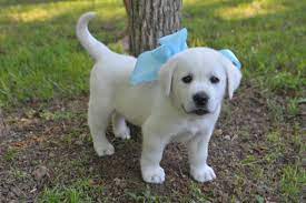 White Lab Puppy Cute Dogs Lab Puppies White Lab Puppies