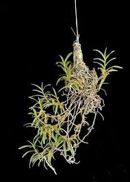 Image result for Tridactyle bicaudata