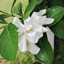Image result for Gardenia imperialis