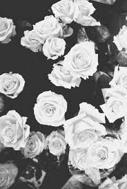 Megue Brazil Iphone Wallpaper Girly Flower Wallpaper Cute Backgrounds