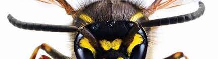 Did you know cockroaches trigger asthma? A Action Pest Control Inc Antioch Il Alignable