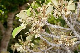 Image result for Manilkara kauki