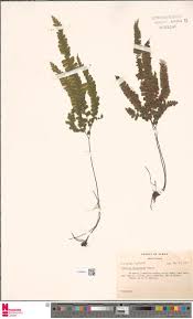 Image result for Cyphostemma lynesii