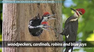 Check spelling or type a new query. The Temperate Deciduous Forest Food Web Video Lesson Transcript Study Com