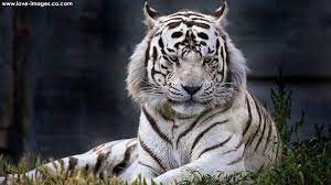 Download Top Best Ultra Hd 4k Computer Desktop Wallpapers Tiger Images Tiger Wallpaper Tiger Canvas