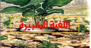 اللفتة الكبيرة حكايات قبل النوم Youtube Youtube World