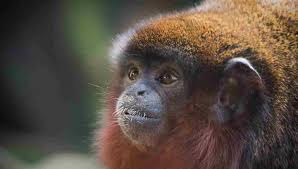 Maybe you would like to learn more about one of these? Top 40 Marvellous Monkey Names By Kidadl