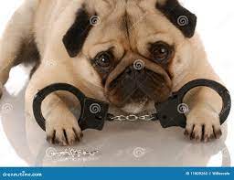 Dog Handcuffs Stock Photos - Free & Royalty-Free Stock Photos from  Dreamstime