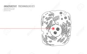 Animal cell image black and white. Microscopic Animal Cell Modified Gmo Human Cell Gene Therapy Royalty Free Cliparts Vectors And Stock Illustration Image 124484247