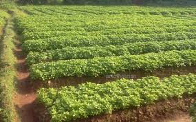 Harga rasional saham adalah potongan harga dari tingkat penghasilan masa. Anim Agro Technology 2020