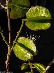 Image result for Combretum acutifolium