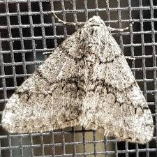 Image result for Dissotis falcipila