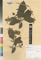 Image result for Petersianthus macrocarpus