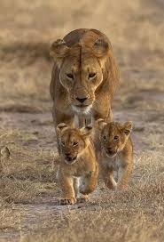 Pin By Jesusita Ac On Animals Family In 2020 Animals Lioness And Cubs Cute Baby Animals