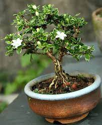 Serissa Mame Bonsai Plants Bonsai Fruit Tree Bonsai Tree