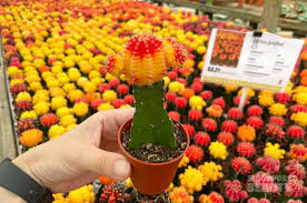 Poiché questi cactus sono innestati, non sono appropriati per la propagazione. Top 5 Plants To Create An Urban Jungle For Small Space Singaporebeauty
