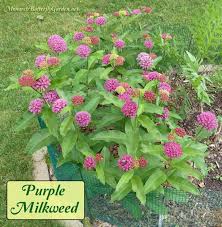 Asclepias Purpurascens Purple Milkweed For Monarchs Butterfly Garden Plants Milkweed Plant Asclepias