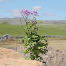 Plant database entry for meadow rue (thalictrum aquilegifolium 'black stockings') with 18 images, one comment, and 17 data details. Thalictrum Black Stockings Lay Of The Land Ltd