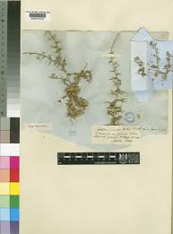 Image result for Crotalaria spinosa