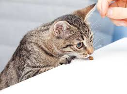 Also meine katze hat gerade ein kleines stück von meiner schwarzwälderkirschtorte gegessen (nich den boden und auch nicht die kirschen, aber die schokolade und diese sahne) und jz wollte ich fragen ob das irgendwie gefährlich für katzen ist. Katzenleckerchen Backen Fur Die Katze Zooroyal Magazin