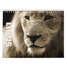 Lions Wall Calendar 2021 Zazzle Com Wall Calendar Lion Photography Lions Photos