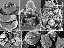 Image result for Pycreus flavescens