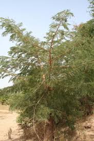 Image result for Albizia