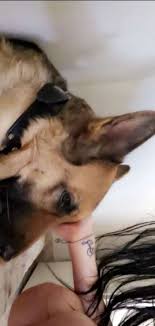 We did not find results for: Pet Taxi Transport In All Over Uae Dubai South Pet S Ride Petbacker Dubai