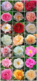 Horticulturae | Free Full-Text | The Contribution of Volatile Organic  Compounds (VOCs) Emitted by Petals and Pollen to the Scent of Garden Roses
