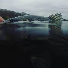 My Top 5 Lures for Early Spring Run Stripers