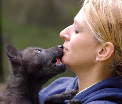 Menschen & Wölfe: alte Weggefährten, neue Einsichten