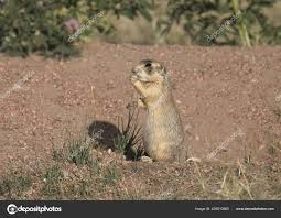 Image result for Cynomys ludovicianus obrázek