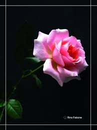 la rosa di maggio... Foto % Immagini| piante, fiori e funghi, natura Foto  su fotocommunity
