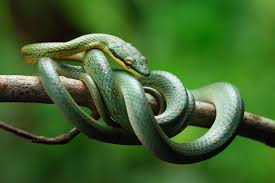 Information and translations of 錦蛇 in the most comprehensive dictionary definitions resource on the web. Silence Whisper ç°è…¹ç¶ éŒ¦è›‡