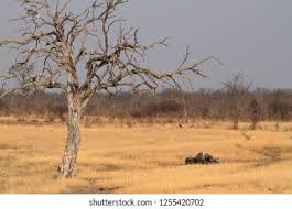 Image result for Habenaria debeerstiana