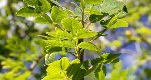 Image result for Burseraceae