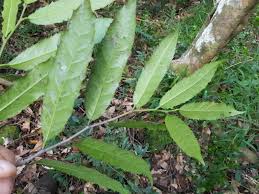 Image result for Rawsonia lucida