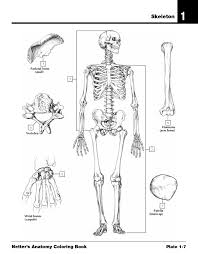 1/2 on day of order 1/2 on day of delivery learn and master anatomy with ease, while having fun chat to buy Netter S Anatomy Coloring Book Updated Edition 2nd Edition