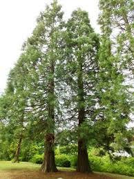 Back To The Roots Beautiful Tree Landscape Nature