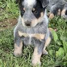 Blue Heeler Puppies for Sale | Lancaster Puppies