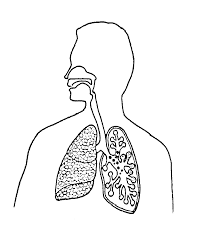 From the nose to the diaphragm, each part of the respi. Respiratory System Coloring Page Coloring Home