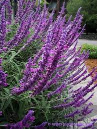 Plantfiles Pictures Salvia Mexican Bush Sage Midnight Salvia Leucantha By Kell Mexican Garden Plants Planting Flowers