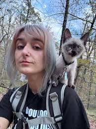 Snowshoe seal point cat development