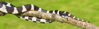 1280 x 720 jpeg 266 кб. Find Out How Long Can A California King Snake Go Without Eating