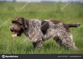 Image result for griffon korthalsův