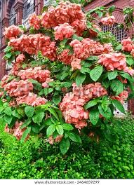 Image result for Mussaenda