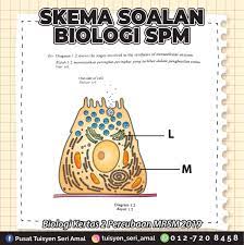Enzim sebagai suatu kelompok protein yang berperan sangat penting dalam aktivitas biologis. Skema Soalan Biologi Kertas 2 Pusat Tuisyen Seri Amal Facebook